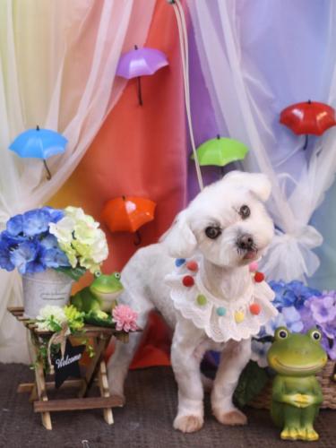 20230603シロくん